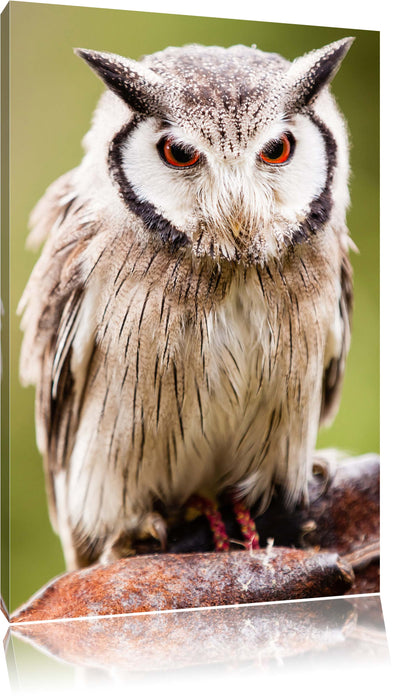 Pixxprint Nordbüscheleule, Leinwandbild