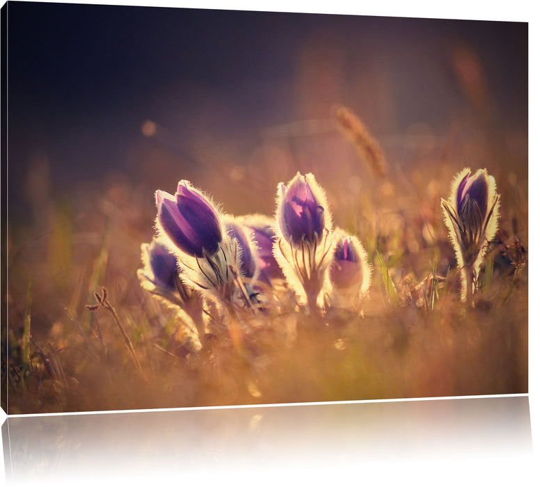 Pixxprint Lila Küchenschelle auf Bergwiese, Leinwandbild