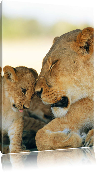 Pixxprint Löwenmutter schmusend mit Junges, Leinwandbild