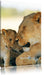 Löwenmutter schmusend mit Junges Leinwandbild