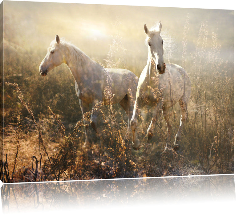 Pixxprint Zwei wilde Schimmel, Leinwandbild