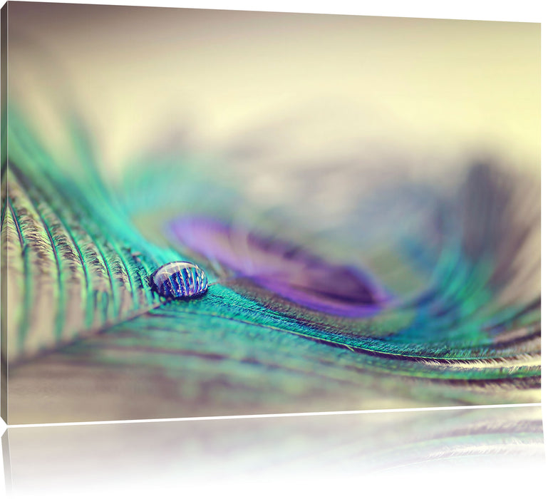 Pixxprint Pfauenfeder Detailaufnahme, Leinwandbild
