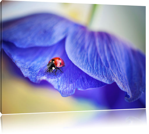 Marienkäfer auf lila Blüte Leinwandbild