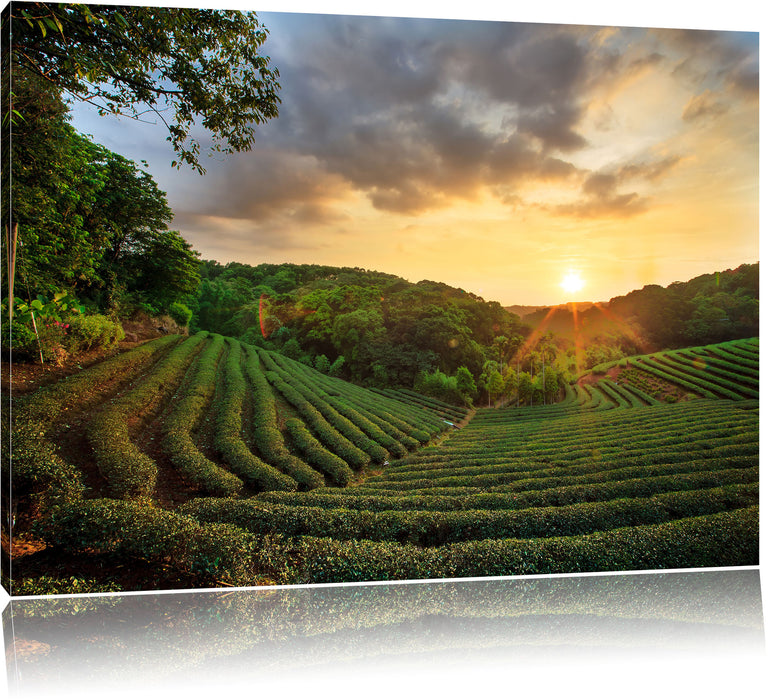 Pixxprint Teeplantage bei Sonnenuntergang, Leinwandbild