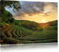 Teeplantage bei Sonnenuntergang Leinwandbild