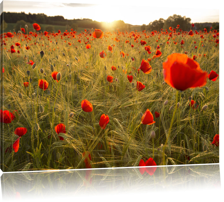 Pixxprint Mohnfeld bei Sonnenaufgang, Leinwandbild