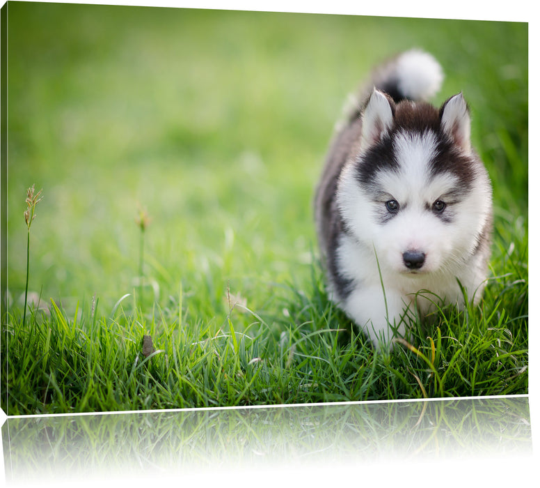 Pixxprint Bezaubernder Huskywelpe, Leinwandbild