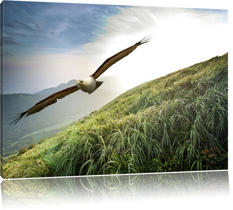 Pixxprint Majestäischer Weißkopfseeadler, Leinwandbild