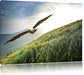 Majestäischer Weißkopfseeadler Leinwandbild