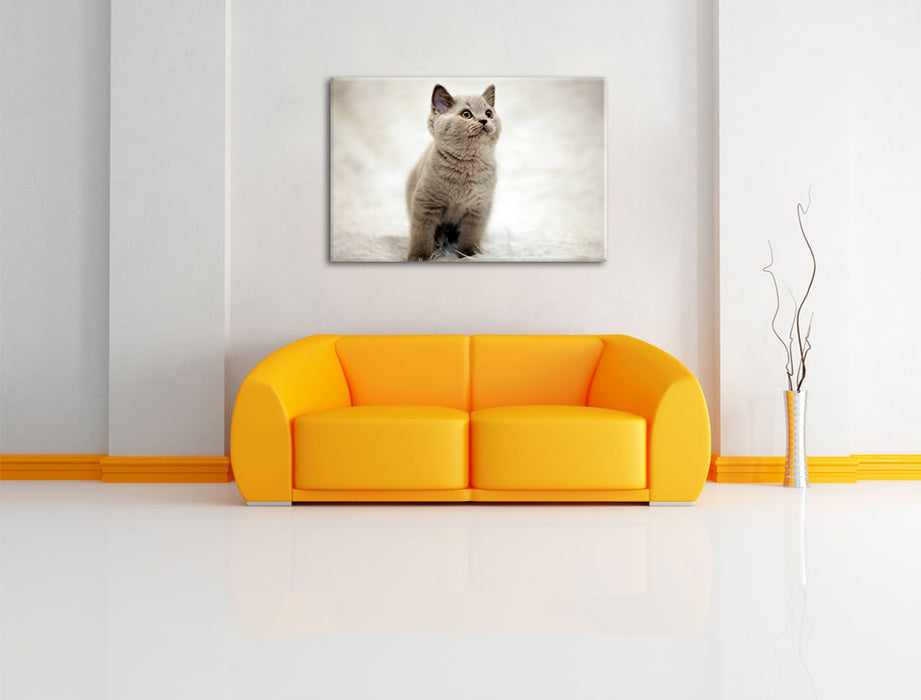 Niedliches Katzenbaby auf Teppich Leinwandbild über Sofa