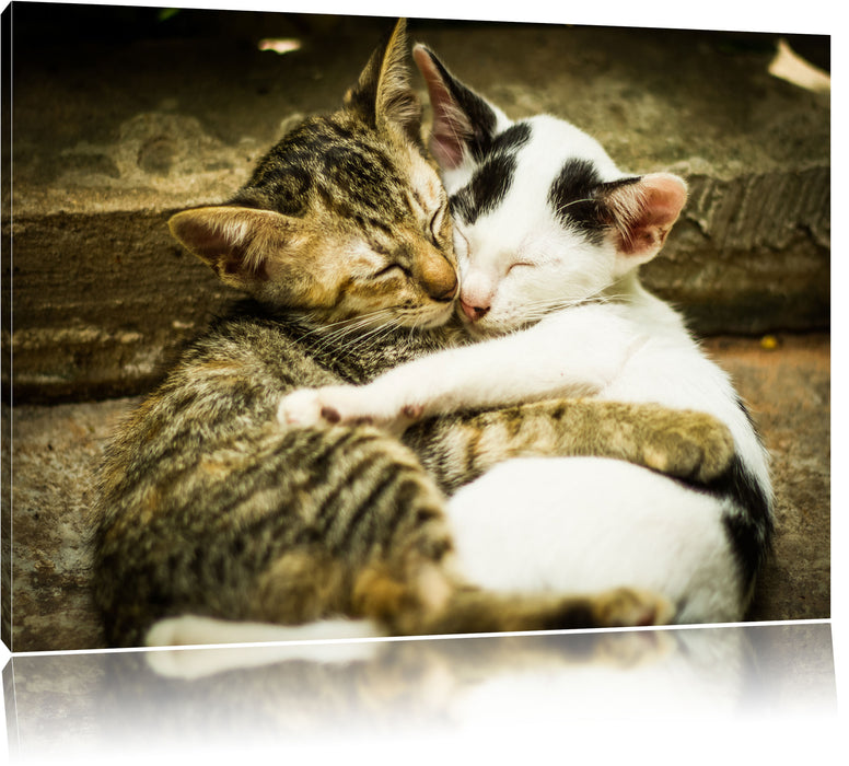 Pixxprint Liebende Käzchen, Leinwandbild