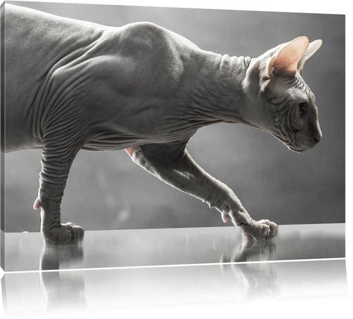 Einzigartige Sphynx Katze Leinwandbild