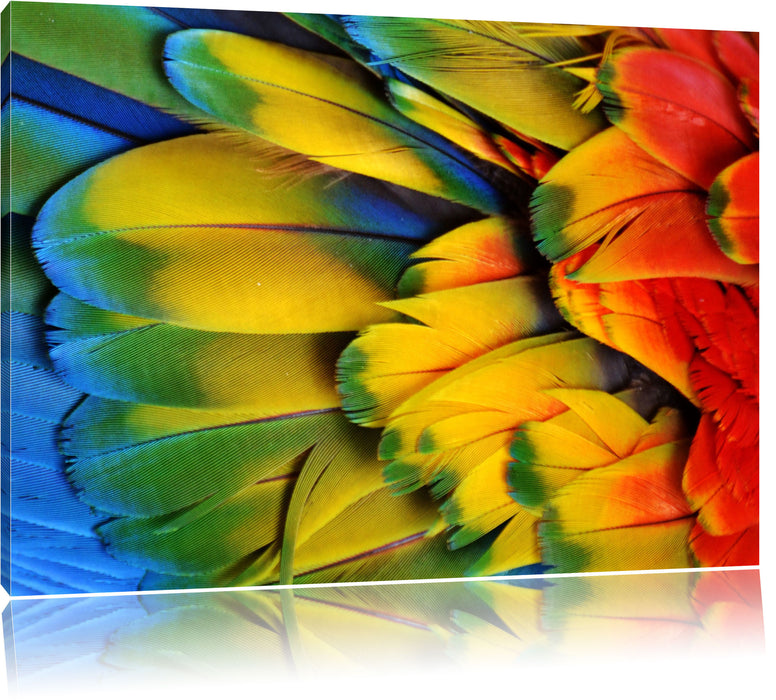 Pixxprint Bunte Papageienfedern, Leinwandbild
