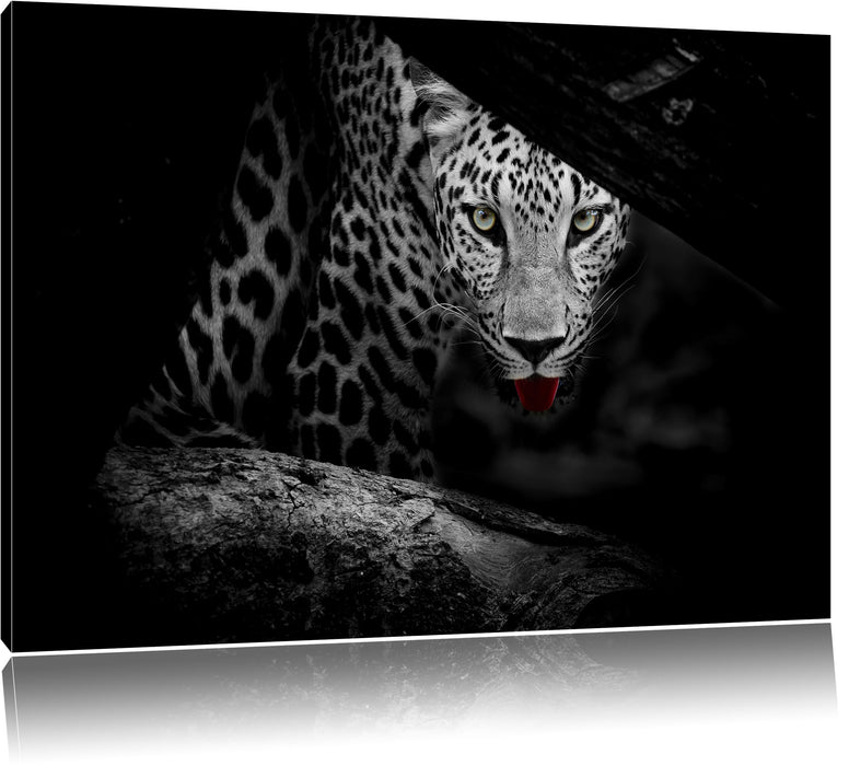 Pixxprint Neugieriger Gepard, Leinwandbild