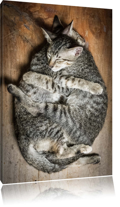 Pixxprint Kuschelnde Katzen, Leinwandbild