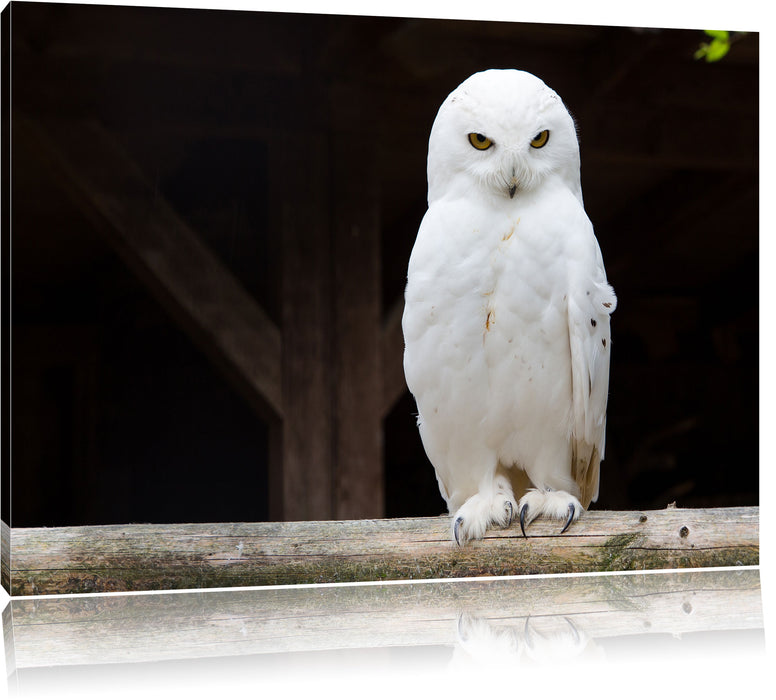 Pixxprint Weiße Schneeeule, Leinwandbild