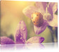 Marienkäfer auf Blüte Leinwandbild