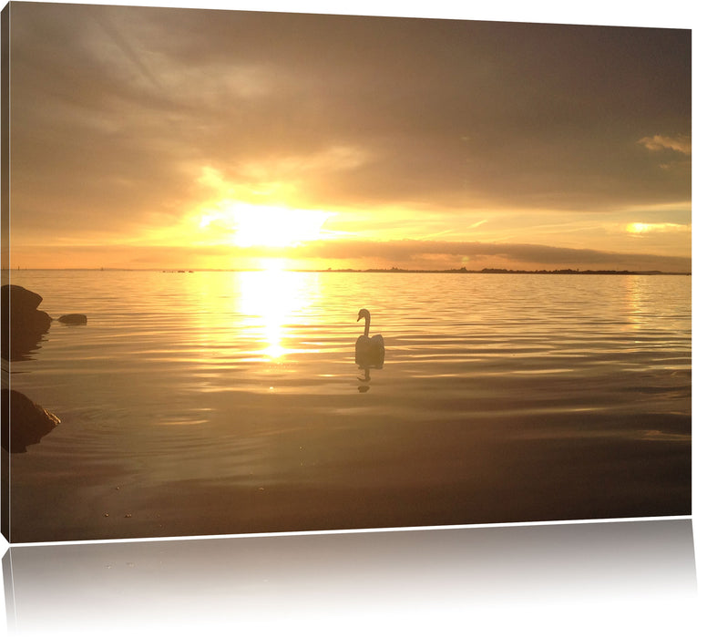 Pixxprint Einsamer Schwan auf See, Leinwandbild