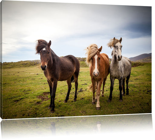 Drei wilde Islandpferde Leinwandbild