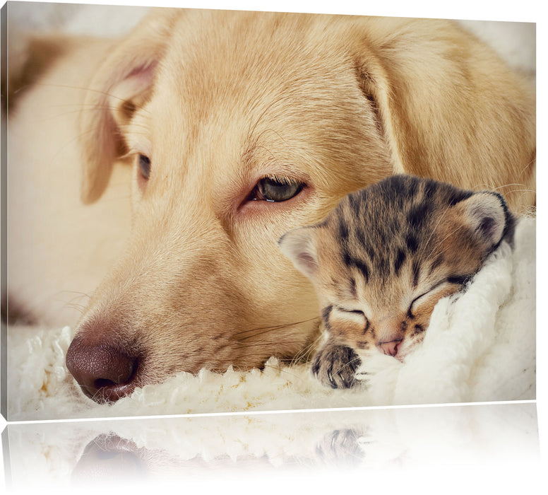 Pixxprint Träumendes Käzchen neben Hund, Leinwandbild