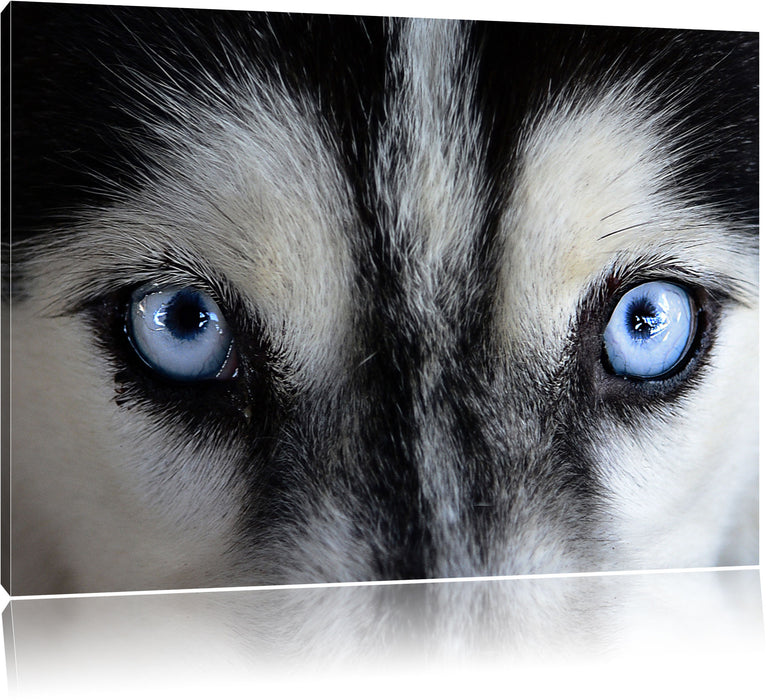 Pixxprint Eisblaue Huskyaugen, Leinwandbild