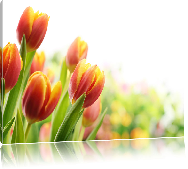 Pixxprint Bunte Tulpenwiese, Leinwandbild