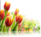 Bunte Tulpenwiese Leinwandbild