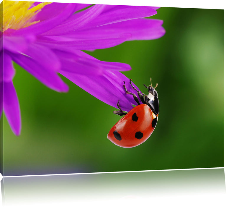 Pixxprint Marienkäfer auf Gerberablüte, Leinwandbild