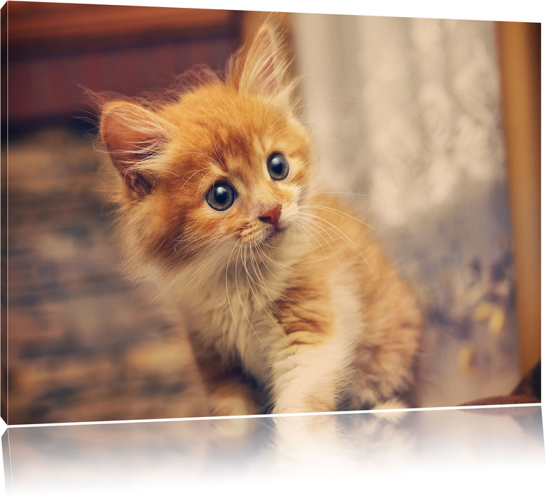 Pixxprint Neugieriges Käzchen, Leinwandbild