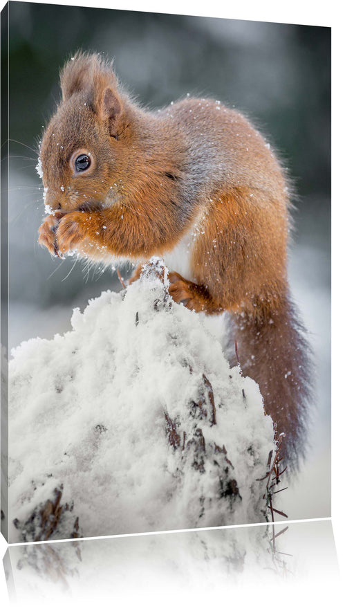 Kleines Eichhörnchen im Winter Leinwandbild