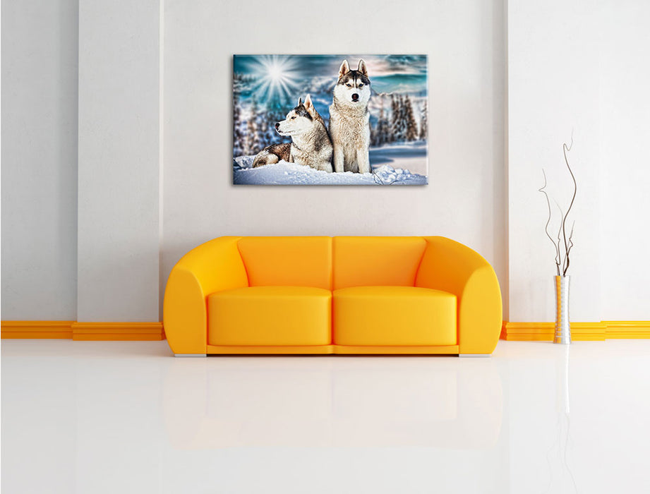 Zwei wilde Huskies Leinwandbild über Sofa