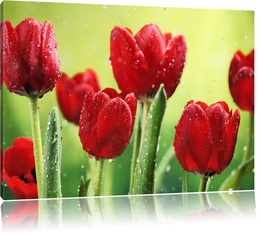 Rote Tulpen mit Tropfen bedeckt Leinwandbild