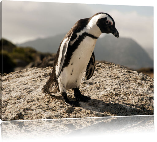 Afrikanischer Pinguin beobachtet Leinwandbild