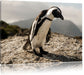 Afrikanischer Pinguin beobachtet Leinwandbild
