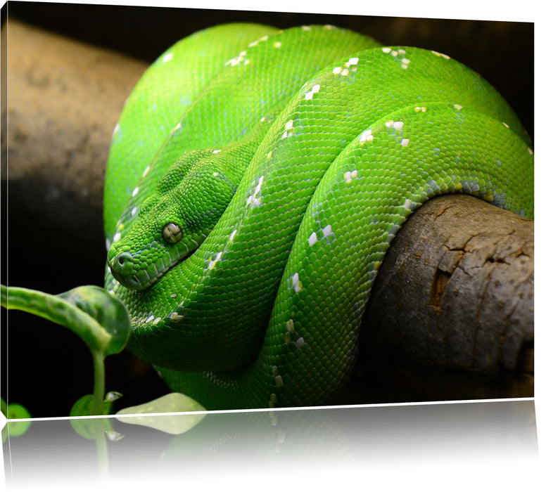Grüne exotische Schlange Leinwandbild