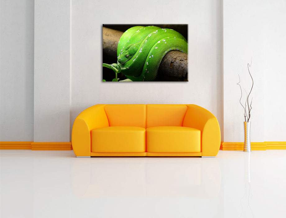 Grüne exotische Schlange Leinwandbild über Sofa