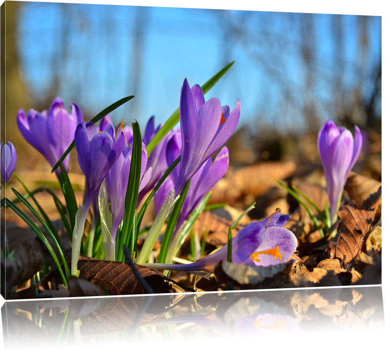 Pixxprint Exotische lila Krokusse, Leinwandbild