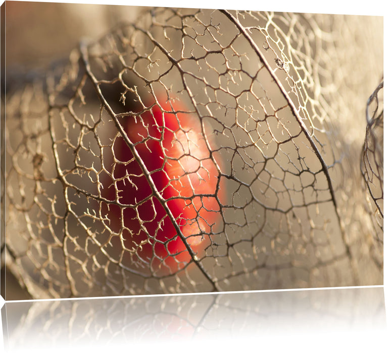Pixxprint Rote Physalis, Leinwandbild