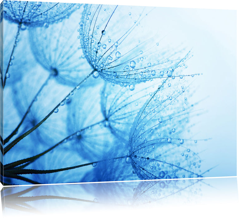 Pixxprint Tropfen bedeckte Pusteblumen, Leinwandbild