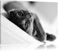 Niedliche Katze liegt im Bett Leinwandbild
