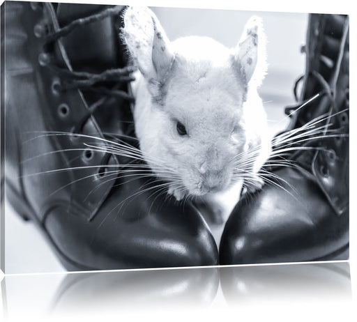 Chinchilla zwischen Schuhen Leinwandbild