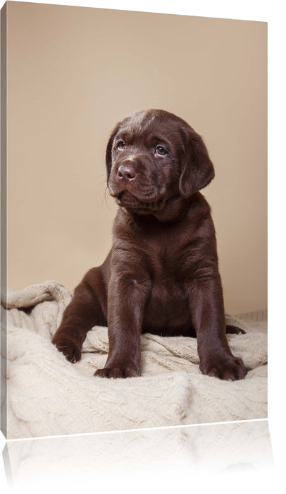 Pixxprint Hundewelpe auf Pullovern, Leinwandbild