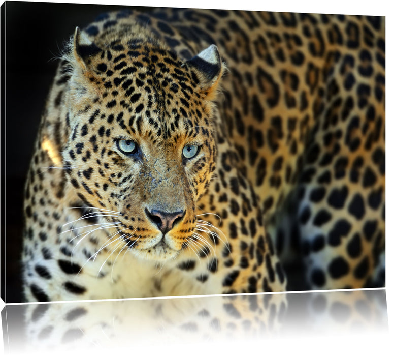 Pixxprint Prächtiger Leopard, Leinwandbild