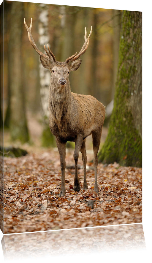 Schöner Hirsch im Wald Leinwandbild