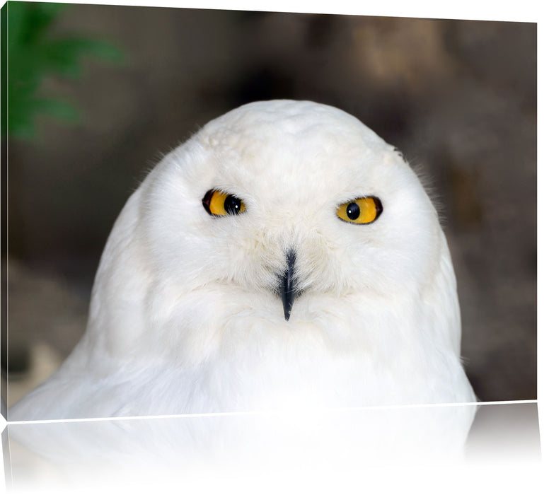 Pixxprint Prächtige schneeweiße Eule, Leinwandbild