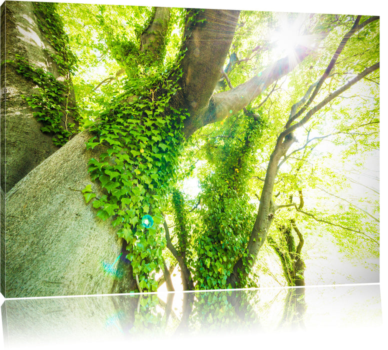 Pixxprint Baum im Sonnenlicht, Leinwandbild