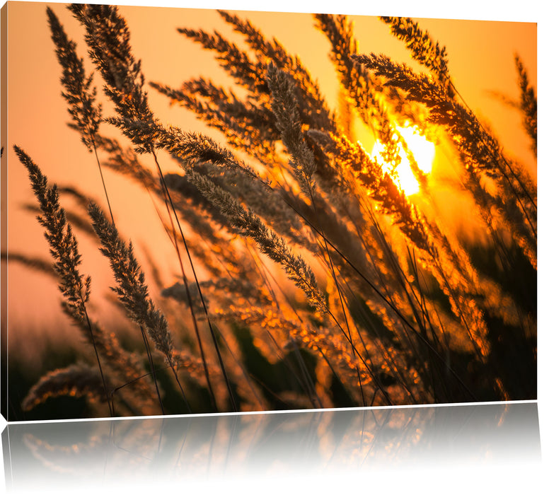 Pixxprint Schilf, Leinwandbild