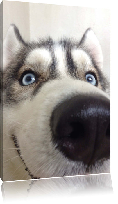 Pixxprint Glücklicher Husky, Leinwandbild