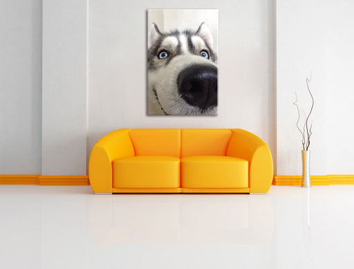 Glücklicher Husky Leinwandbild über Sofa