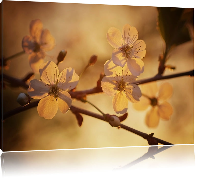 Pixxprint Weiße Blüten im Sonnenlicht, Leinwandbild